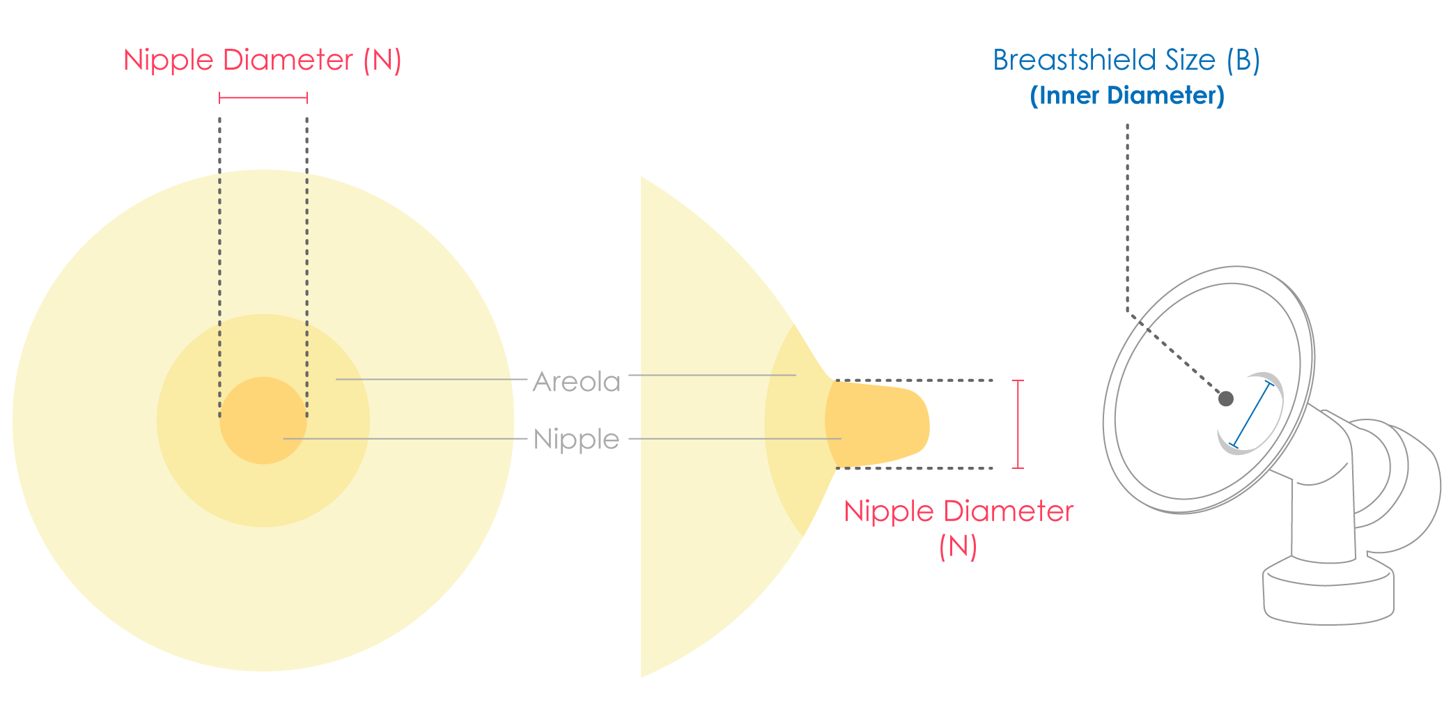 How to measure nipple diameter